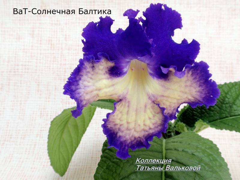 стрепс ВаТ-Солнечная Балтика._800x600.jpg