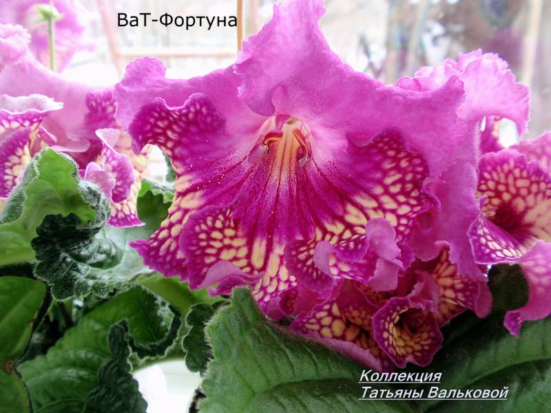 стептокарпус ВаТ-Фортуна_800x600.jpg