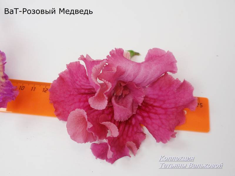 стрептокарпус ВаТ-Розовый Медведь_800x600.jpg