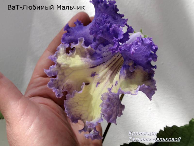 стрепс ВаТ-Любимый Мальчик._800x600.jpg