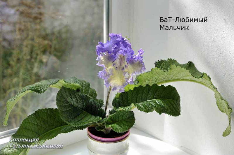 стрепс ВаТ-Любимый Мальчик_800x532.jpg