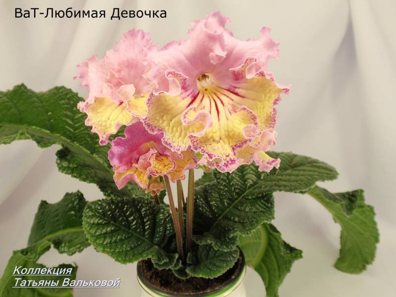 P1189120_800x600.jpg