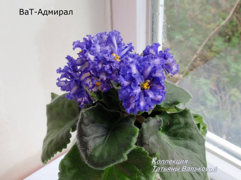 химера ВаТ-Адмирал_800x600.jpg
