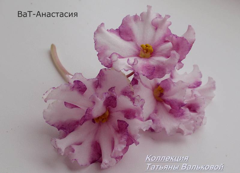 химера ВаТ-Анастасия._800x578.jpg