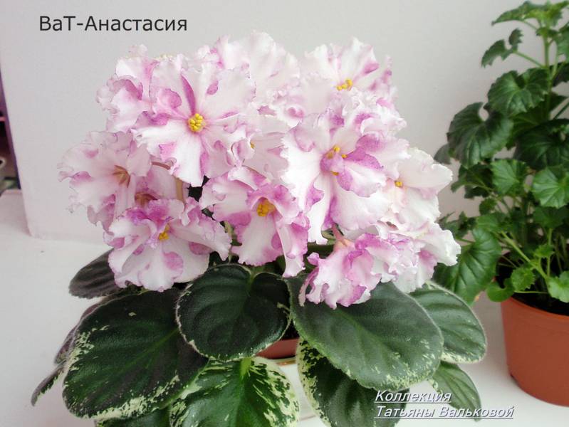 химера ВаТ-Анастасия_799x600.jpg
