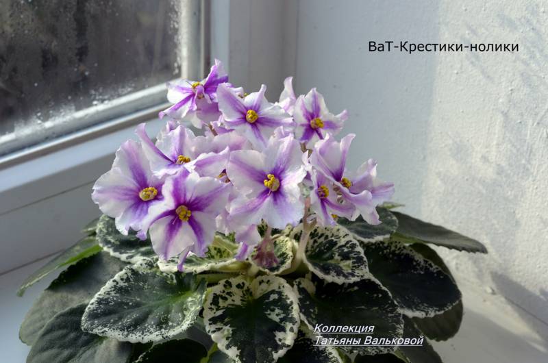 химера ВаТ-Крестики нолики_800x530.jpg