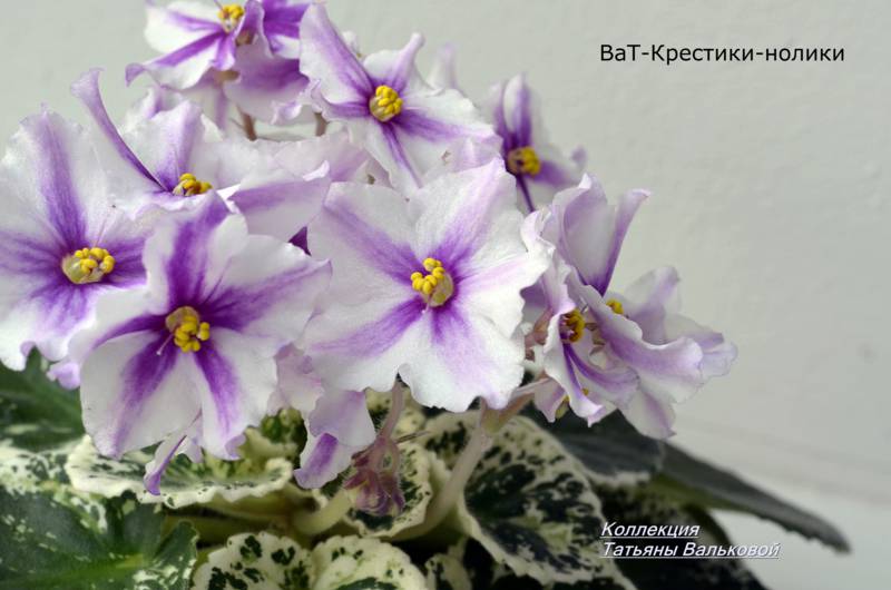 химера ВаТ-Крестики нолики._800x530.jpg