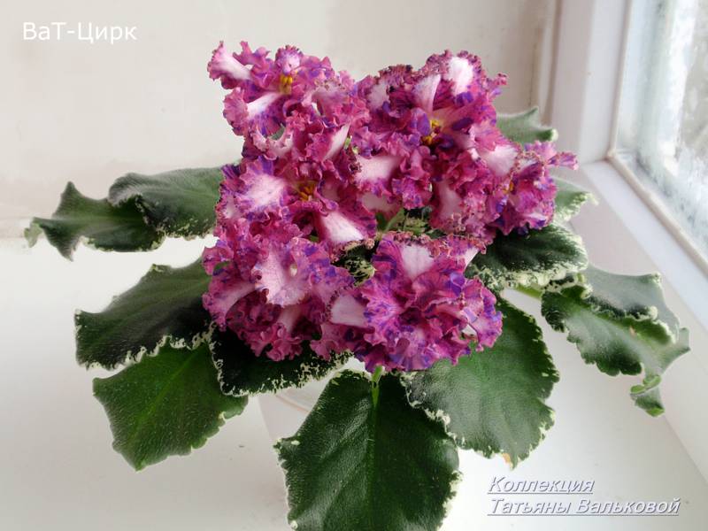 химера ВаТ-Цирк_800x600.jpg