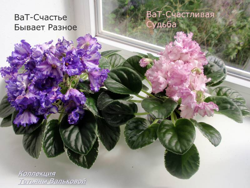 химера ВаТ-Счастье Бывает Разное и Счастливая Судьба_800x600.jpg