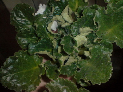 DSC00060.jpg