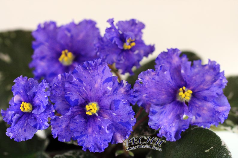 IMG_8102 копия.jpg