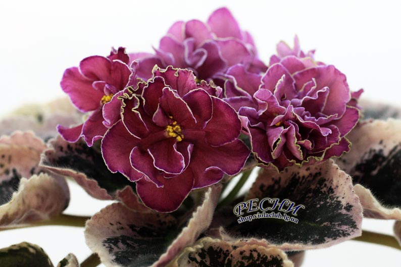 IMG_8334 копия.jpg