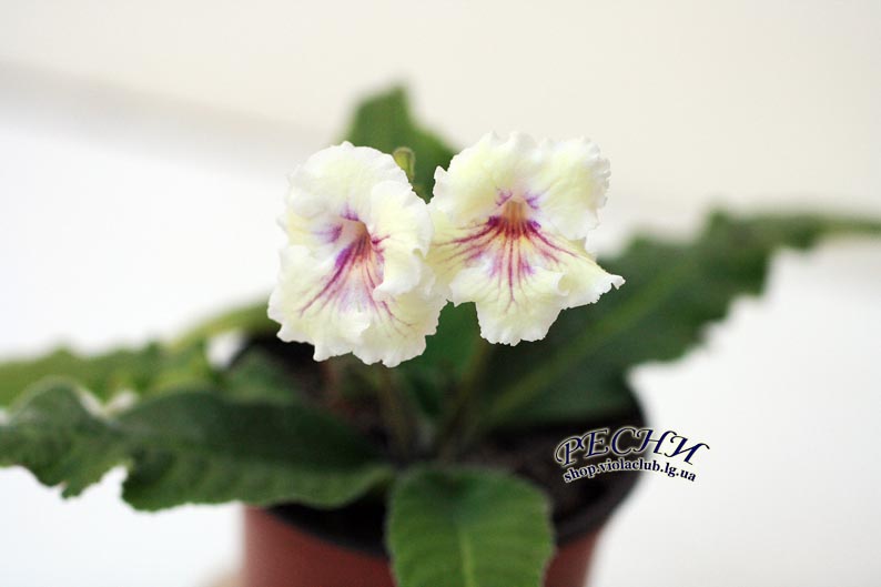 IMG_8156 копия.jpg
