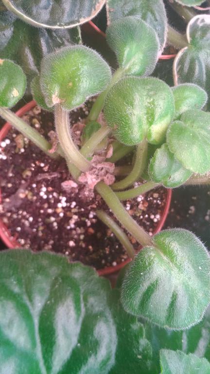 P_20180920_063506.jpg