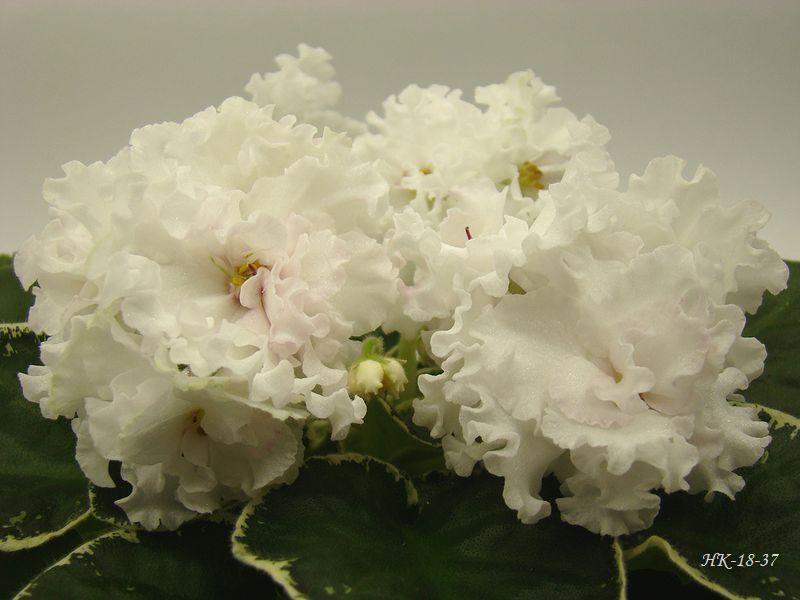 DSC07770.JPG