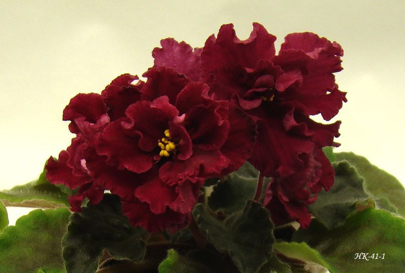 DSC07185.JPG