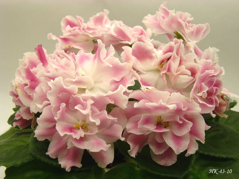DSC08501.JPG
