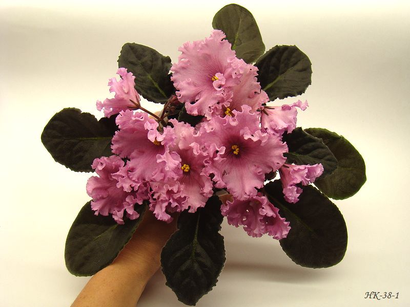 DSC07800.JPG