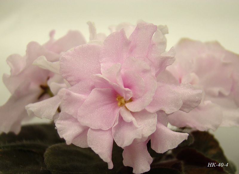 DSC00627.JPG