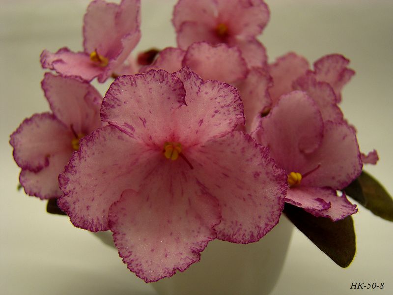 DSC00453.JPG