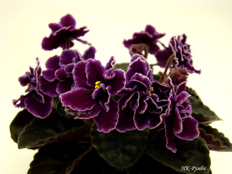 DSC09235.JPG
