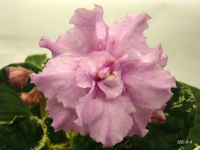 DSC01122.JPG