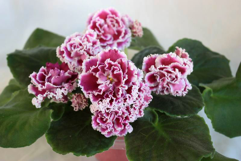 ПТ-Катерина.jpg