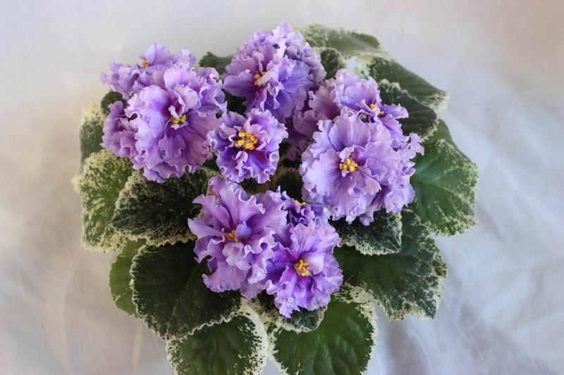 ЛЕ-Грезы Султана.jpg