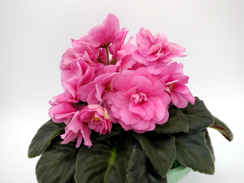 Ален-Shocking Pink.JPG