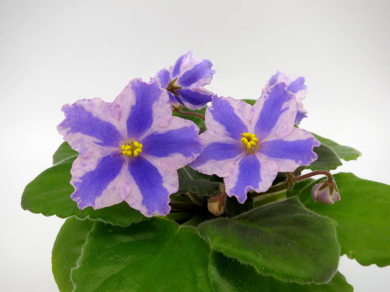 химера Taiwan Purple Chimera.JPG