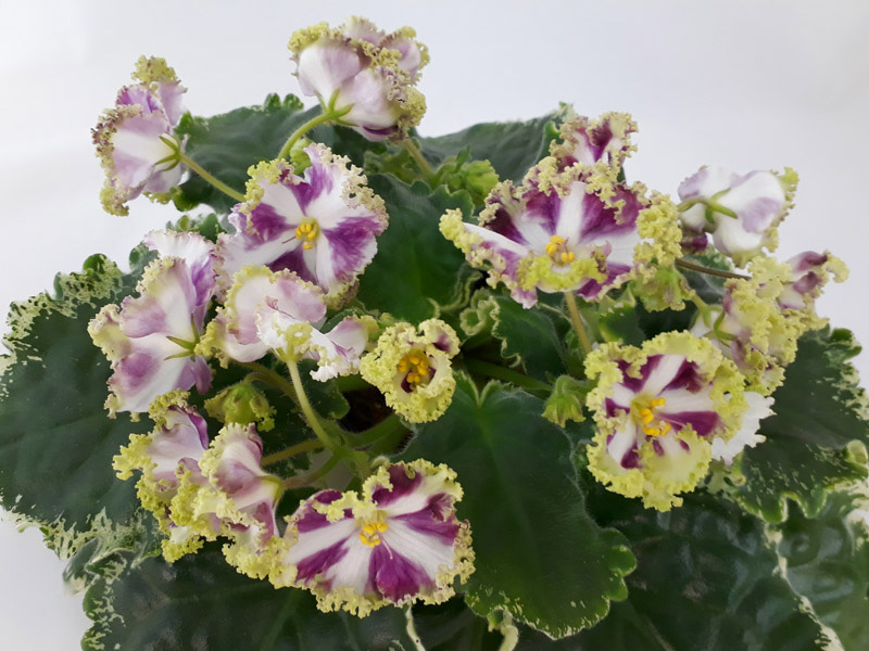 Buckeye Irish Lace(sport).jpg