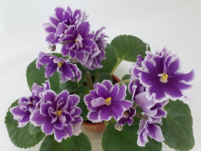 ЛЕ-Фуксиевая Балерина.jpg