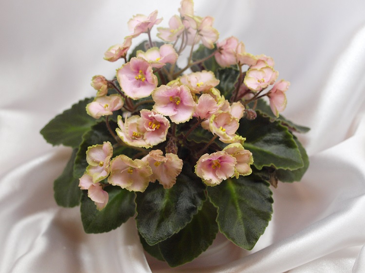 Rob's Antique Rose.jpg