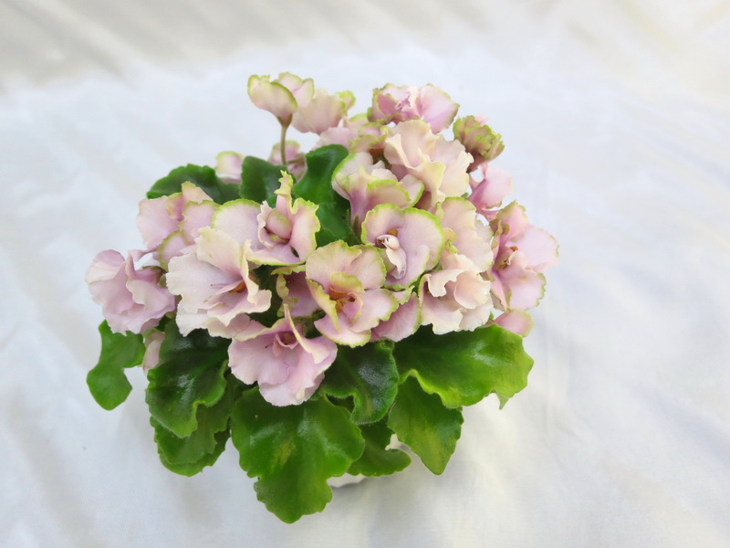 Celtic Rose (P.SoranoLLG)  Ирина Щедрина.JPG