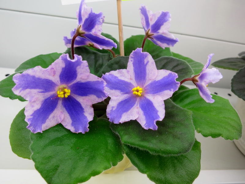 Карпова химера Taiwan Purple Chimera.JPG
