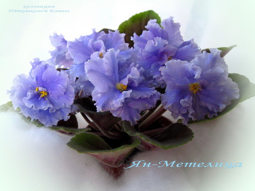 Ян-Метелица.jpgмин.jpg