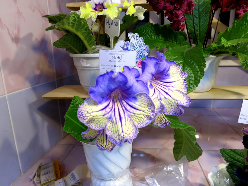 IMG_8989.JPG