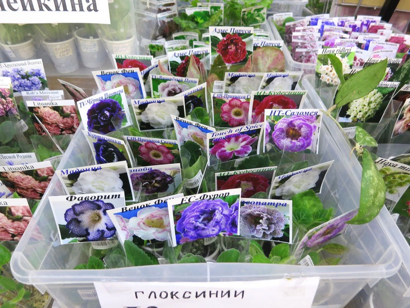 IMG_8966.JPG