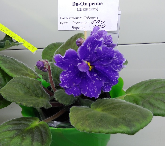 Dn-Озарение (коллекционер Лебецкая Елена).jpg