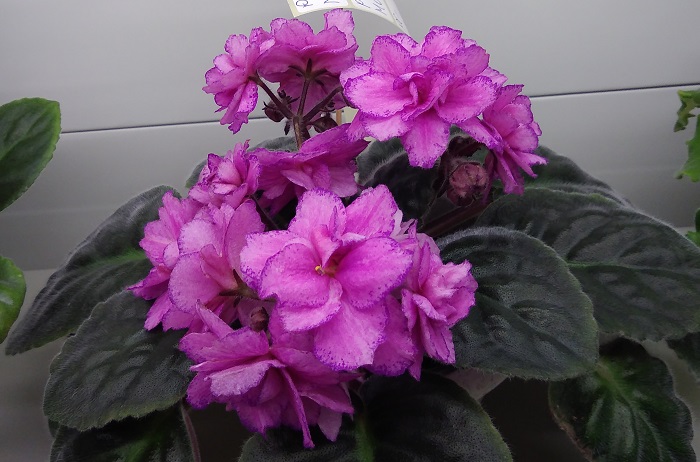 РС-Монако (коллекционер Данилина И.Л.)