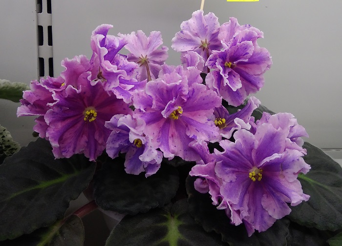 Софи (Смирнова) (коллекционер Данилина И.Л.)