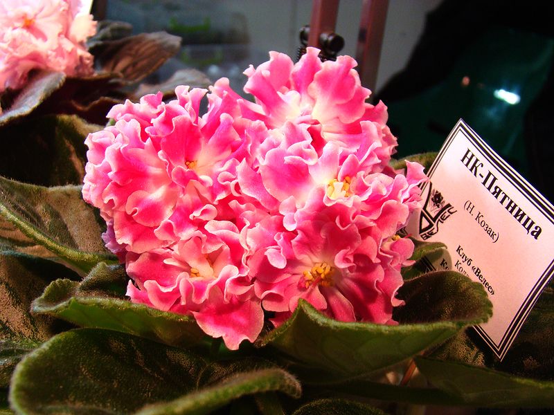 DSC01265.JPG