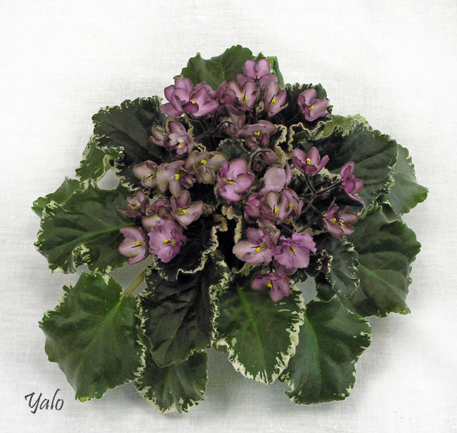 1 – Wild Irish Rose (S.Sorano), колл.С.Патрушева