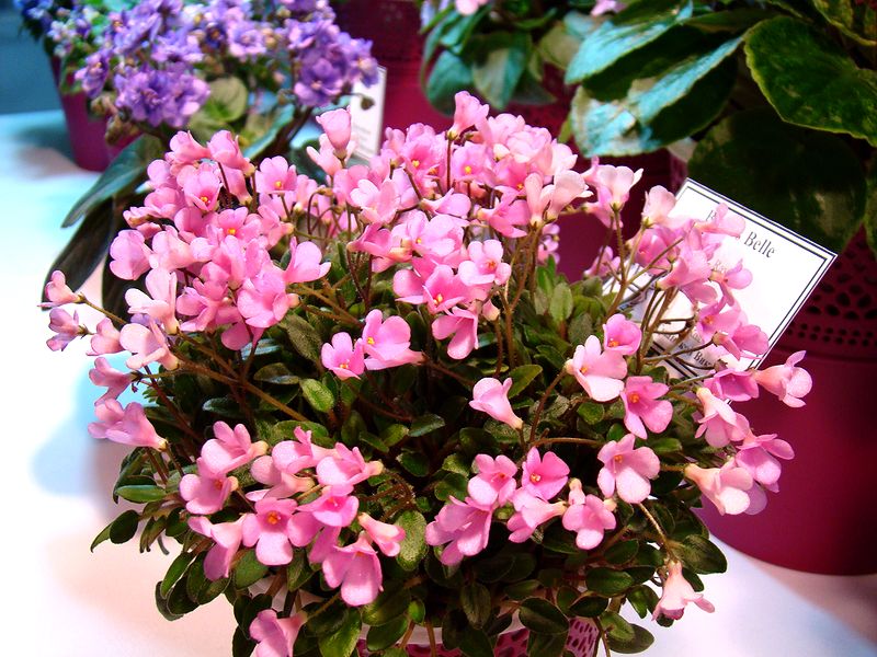 DSC01270.JPG