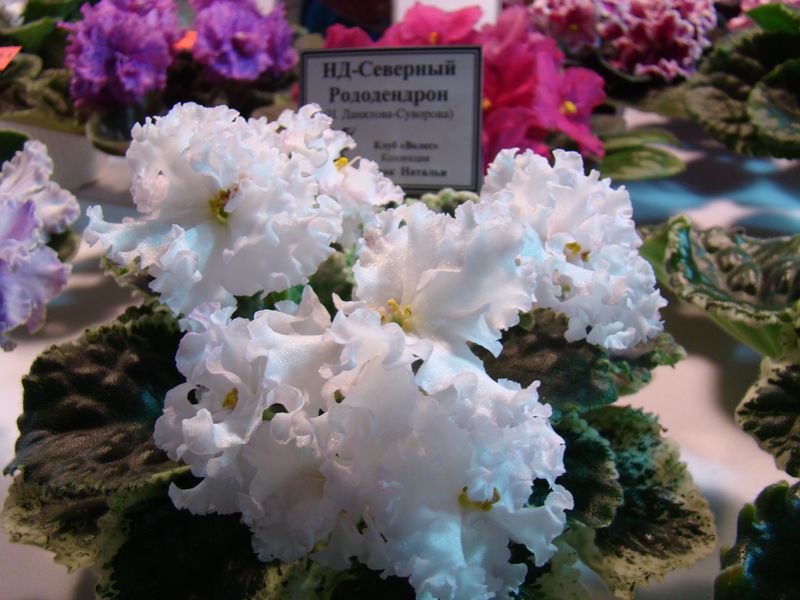 DSC01371.JPG
