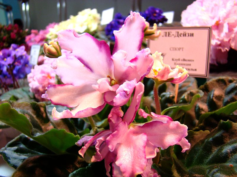 DSC01352.JPG