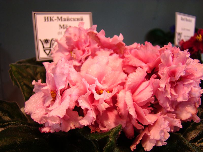 DSC01350.JPG
