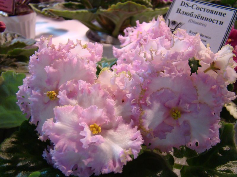 DSC01343.JPG