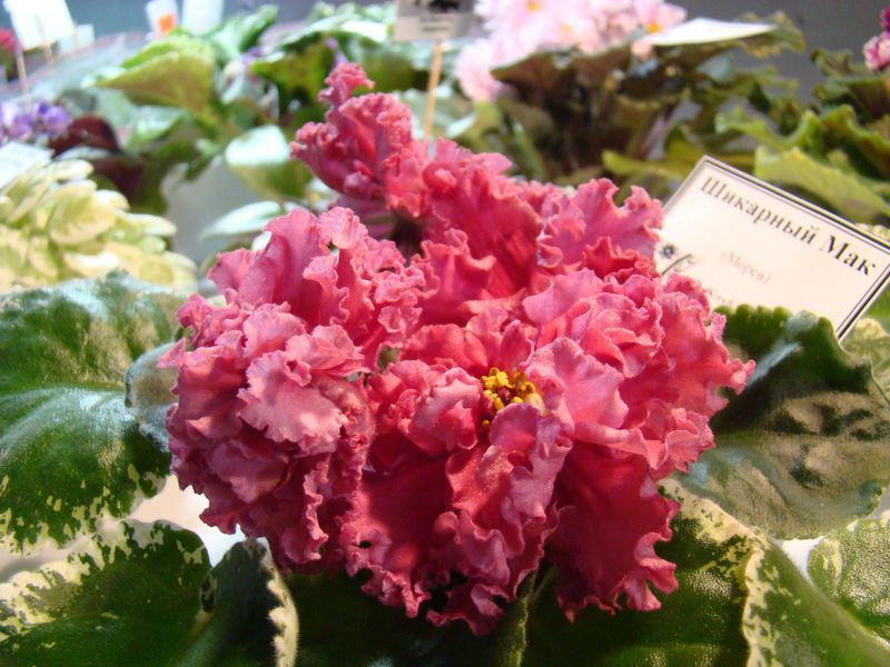 DSC01336.JPG