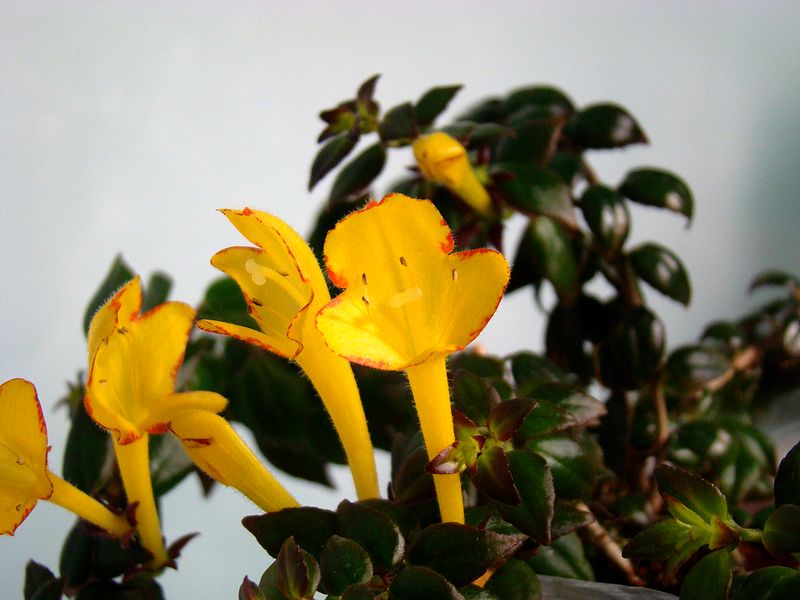 DSC01288.JPG
